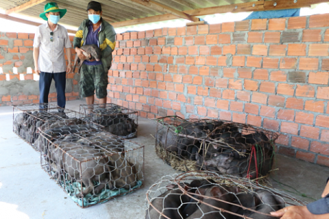 quang ngai hieu qua mo hinh chan nuoi lon kieng sat