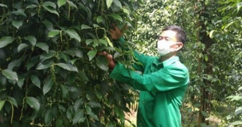 xay dung thuong hieu ho tieu loc quang