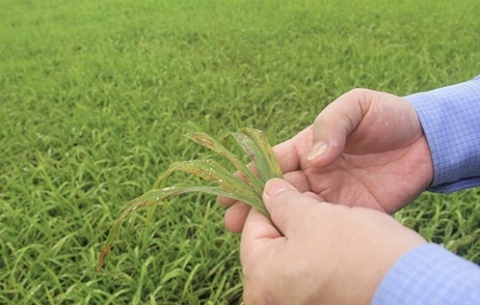 ha tinh cay trong vu xuan doi mat voi sau benh sau ret dam