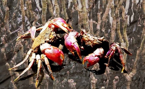 nghe muoi ba khia rach goc di san van hoa phi vat the cap quoc gia