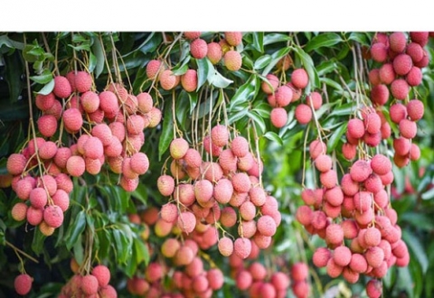 huyen tan yen bac giang co 7 san pham dang ky tham gia chuong trinh ocop nam 2022