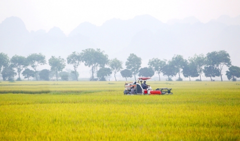 Thúc đẩy "đại điền" trong sản xuất nông nghiệp