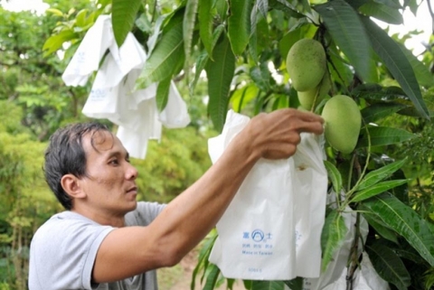 phan cap quan ly ma so vung trong dong goi nong san xuat khau