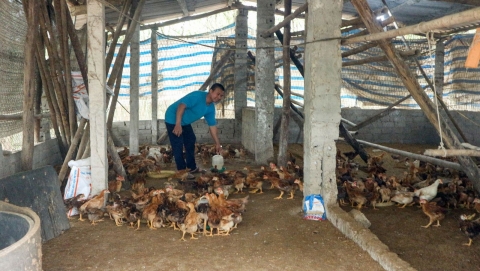 Giảm nghèo bền vững với mô hình chăn nuôi gà đồi an toàn sinh học