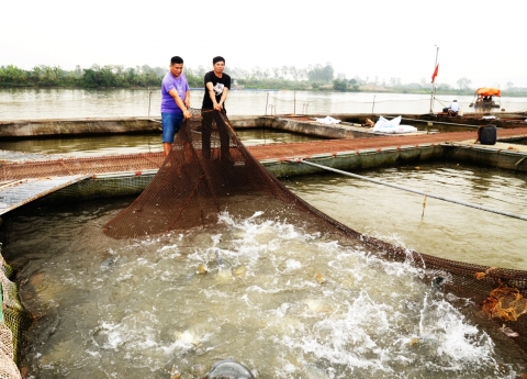 nghe nuoi ca long tren song o hung yen