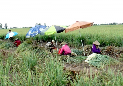 Tân Phú Đông - Phát triển cây trồng bền vững