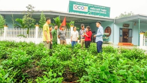 Thái Nguyên: Triển khai sản xuất 40ha chè hữu cơ tiêu chuẩn Việt Nam