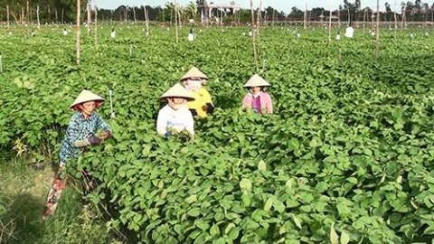 no ro ty phu nong dan tren dat an giang