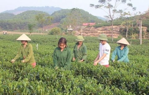 huyen phu luong thai nguyen san xuat che an toan theo tieu chuan vietgap huong toi san xuat che huu co