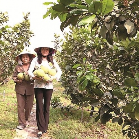 an giang phat trien kinh te vuon tren vung ban son dia