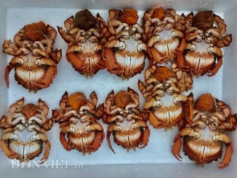 quang ngai nguoi mang tieng do hoi bo tien tui tim cach hoi sinh loai cua tien vua