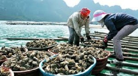 ba ria vung tau phat trien nghe nuoi hau thai binh