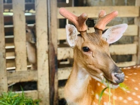 ha tinh nghe nuoi huou sao chi cat sung non moi cap bang ca tan thoc