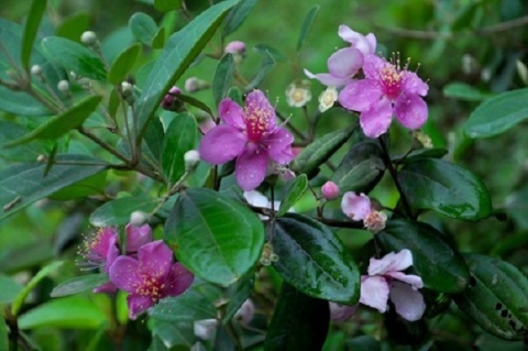 quang ninh to chuc le hoi hoa sim bien gioi lan thu i nam 2022 tai mong cai