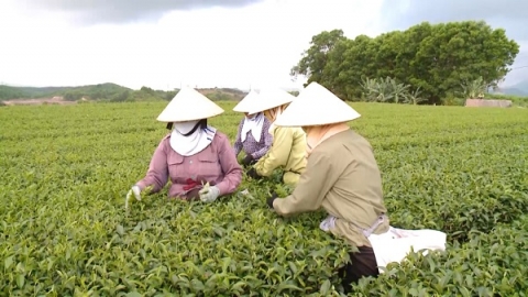 quang ninh thuc day lien ket san xuat trong nong nghiep