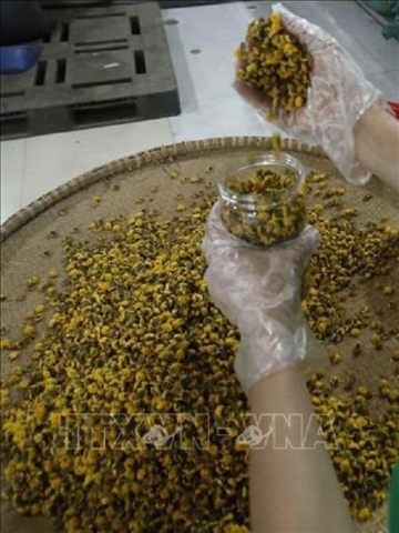 nghe lam tra hoa cuc kho truyen thong o hung yen