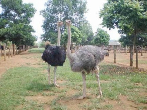 ban nha pho ve que nuoi chim khong lo sau 2 nam anh ky su co tien ty