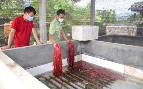 tuyen quang go kho cho vuon mau nong thon moi