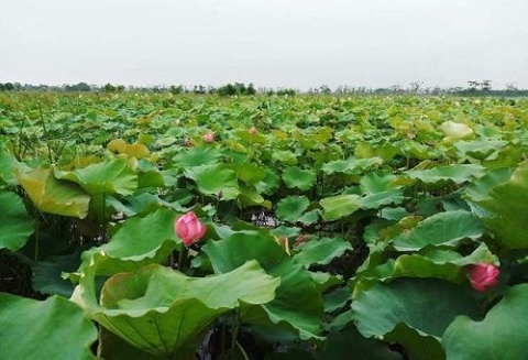 bien dong hoang thanh dam sen khong lo anh nong dan lap ky luc mua hai trieu bong hoa