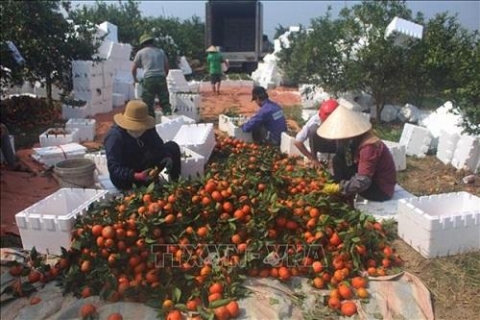 thanh hoa xep hang them 24 san pham ocop