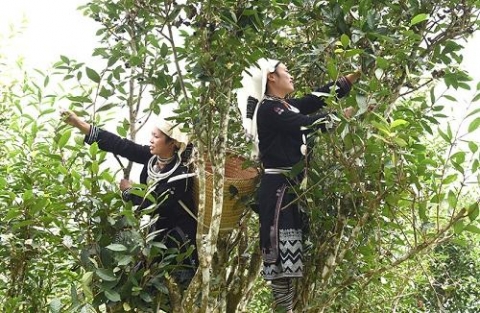 tuyen quang tiep suc cho san pham ocop