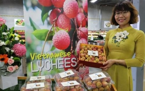 vai tuoi viet nam duoc dau gia len toi 53 trieu dongkg o australia