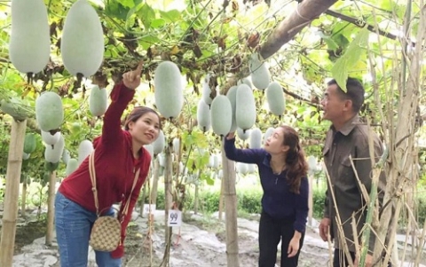 bac kan xuc tien tieu thu bi xanh thom va cac san pham ocop