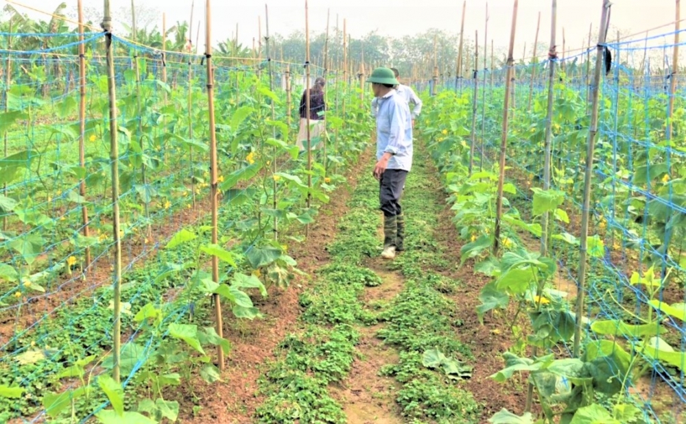 Đan Phượng tăng tốc chuyển đổi mô hình kinh tế, xây dựng nông thôn mới