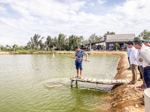 quang tri hieu qua tu mo hinh nuoi tom tham canh 2 giai doan