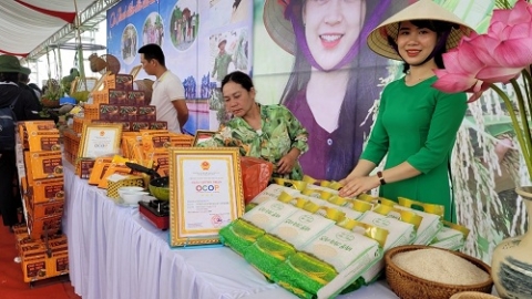 hai duong to chuc le hoi lua ruoi huu co tu ky vu xuan nam 2022
