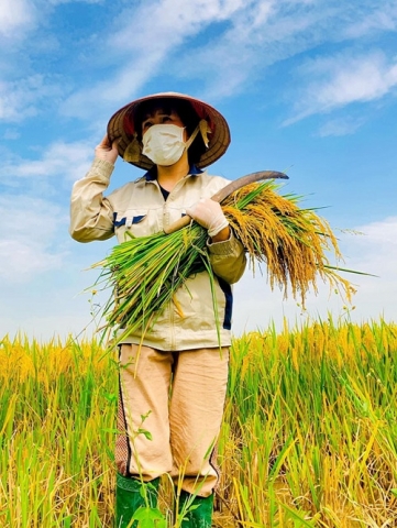 thai nguyen huong lua thom diu hoa trong nang vang