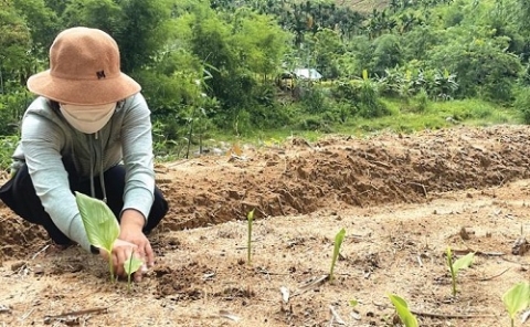 quang ngai phat trien vung trong nghe se