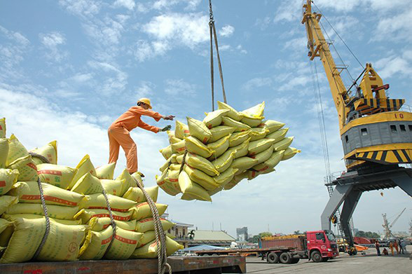 Sản lượng xuất khẩu gạo của Việt Nam mỗi năm đều tăng