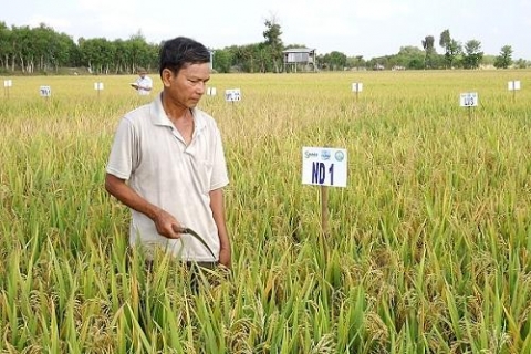 an giang nguoi nong dan tao ra nhung giong lua moi