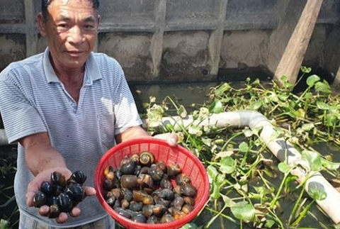 chang robinson giua oc dao cach lam giau doc nhat tinh thai binh