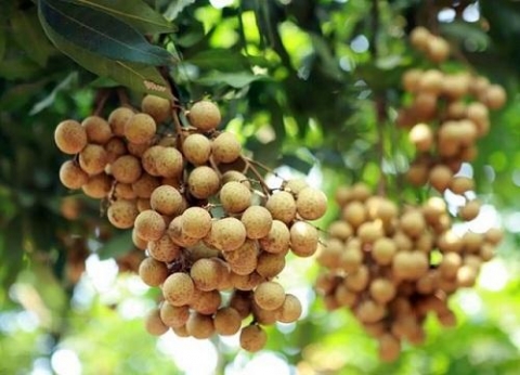 thanh pho hung yen co 7 san pham dat sao ocop