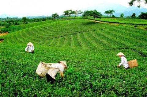 xay dung va phat trien thuong hieu che cua tinh thai nguyen