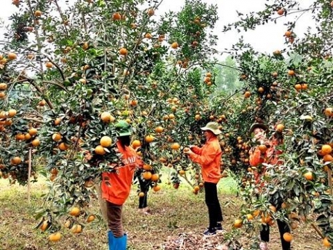tuyen quang xay dung nong thon moi gan voi ban sac cac vung que