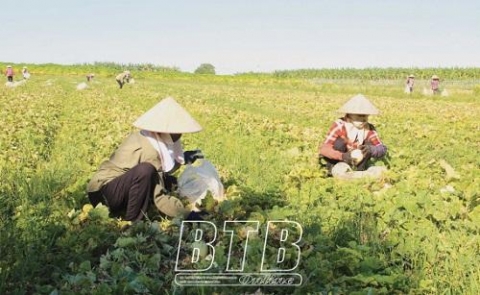 thai binh bo pho ve que lam nong nghiep sach