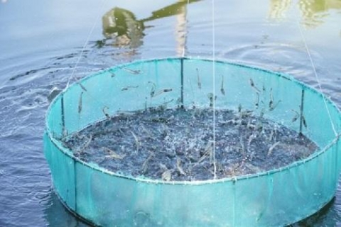 quang ngai nuoi trong thuy san gap kho vi covid 19