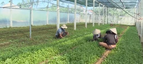 quang ngai cach lam hay giup dan tieu thu nong san trong mua dich