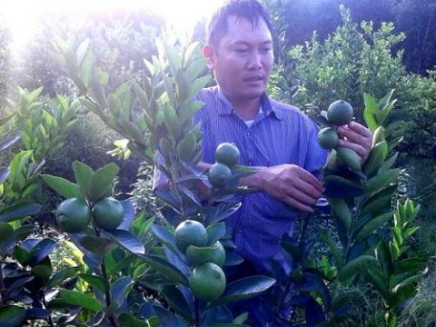 chanh khong hat trong theo tieu chuan vietgap da giup nhieu ho nong dan thoat ngheo va lam giau