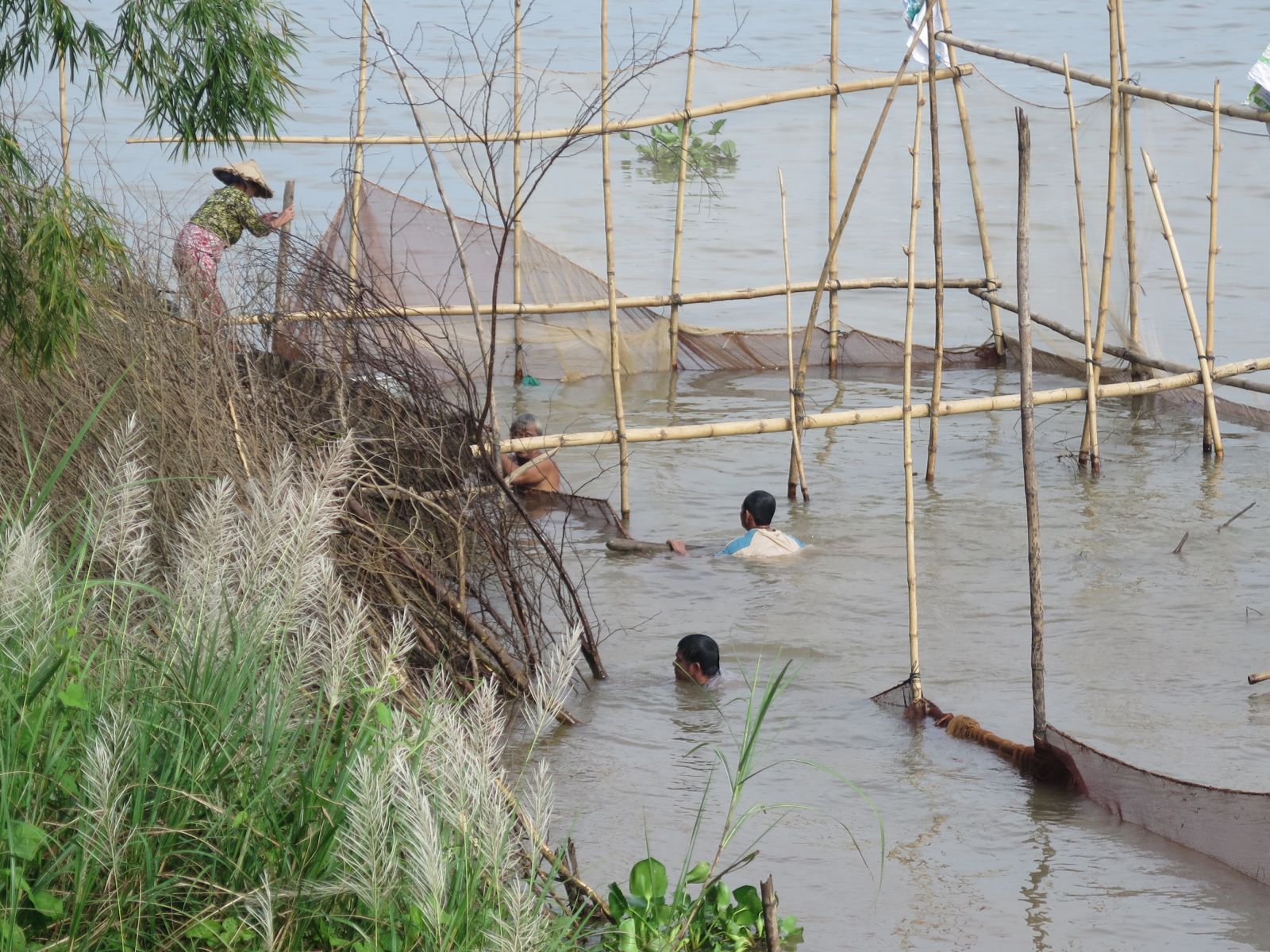 Nguyên liệu làm khô cá được thu mua từ người dỡ chà, giăng câu, chài lưới trên sông nước Đồng Tháp Mười