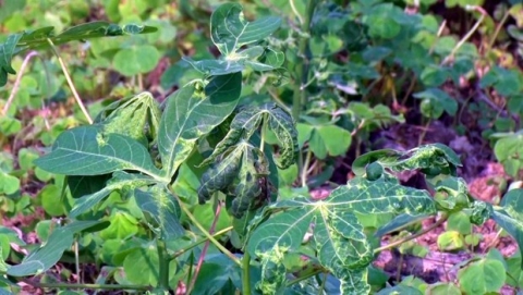 quang ngai san xuat thi diem giong san khang benh virus kham la