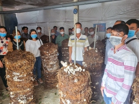 an giang xu ly rom ra sau thu hoach loi ich toi da