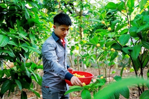 vinh phuc xay dung vung nguyen lieu cho san pham ocop