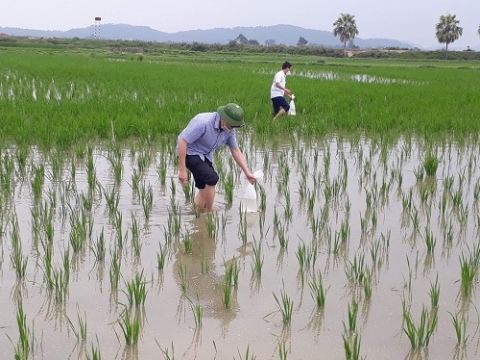thanh hoa mo hinh san xuat lua ket hop nuoi ruoi theo huong huu co buoc dau dat hieu qua