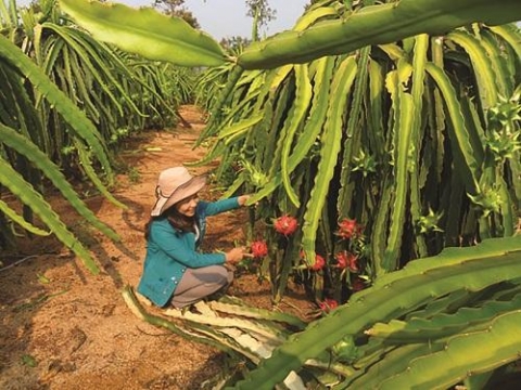 tp buon ma thuot dak lak khoi sac nong thon moi