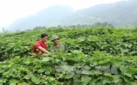 lao cai nang cao gia tri thuong hieu su su sa pa nho lien ket 4 nha