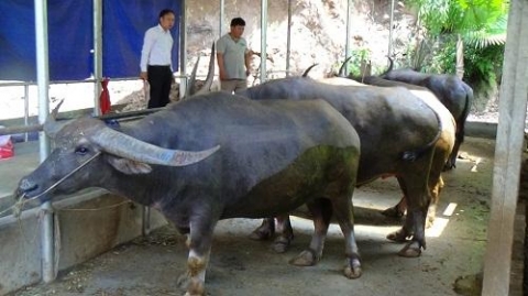 tuyen quang vo beo trau nghe lam giau tren vung cao lam binh